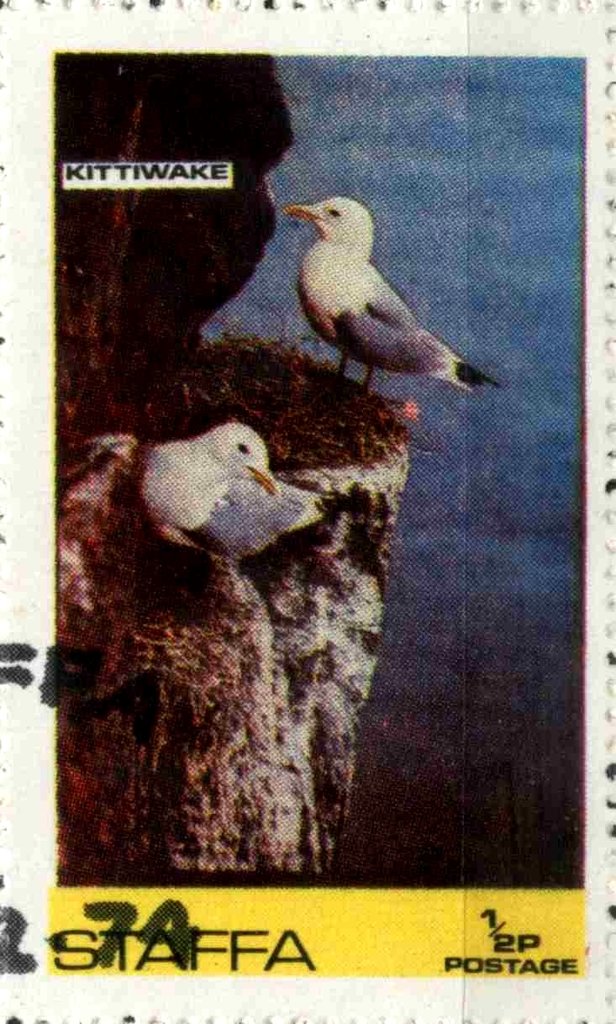 Kittiwake