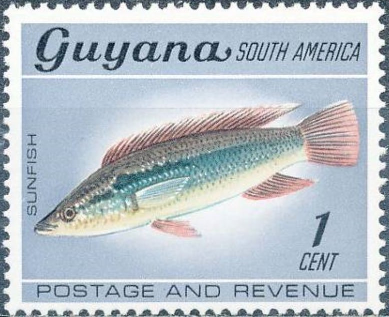 Millet (Crenicichla alta)