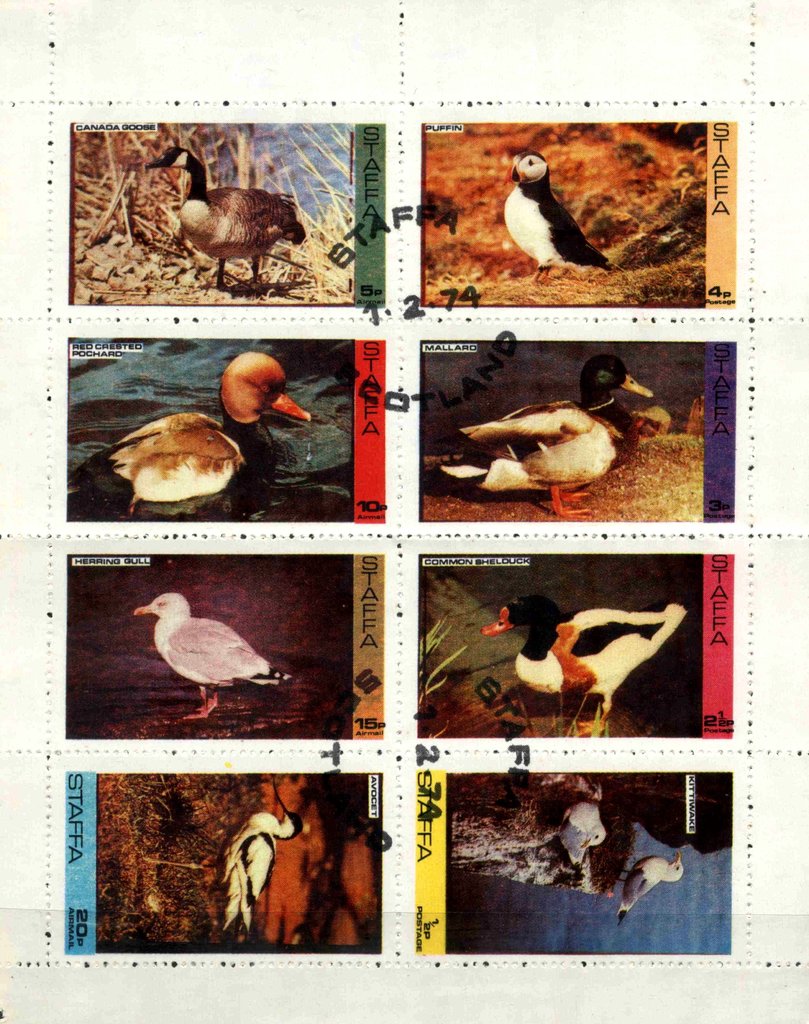 Birds