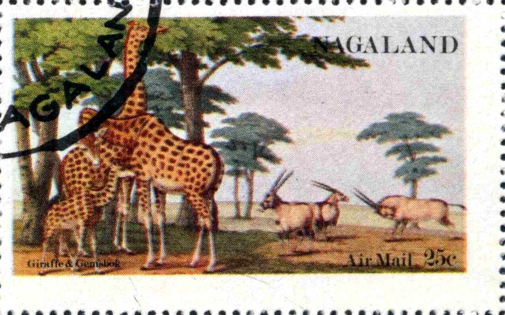 Giraffes and antelopes