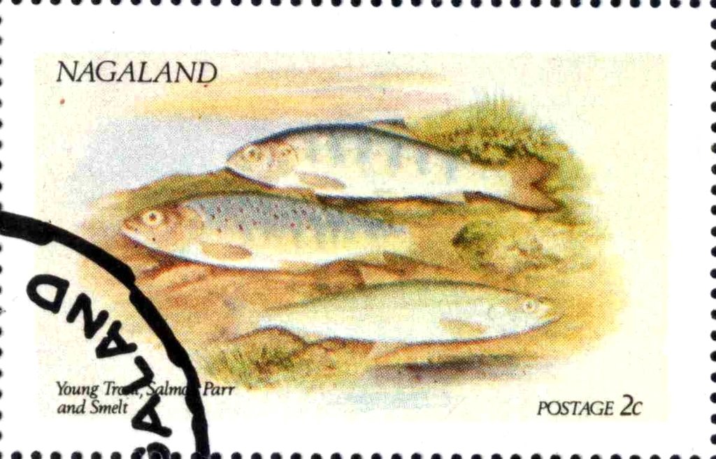 Young Trout, Salmon Parr and Smelt