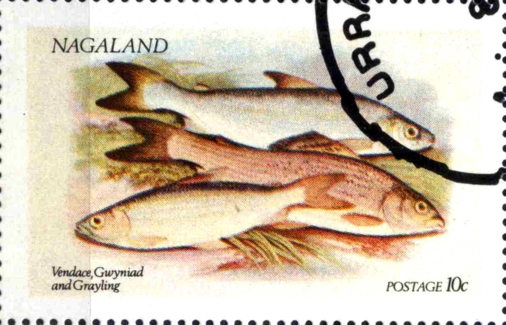 Vendace, Gwyniad and Grayling