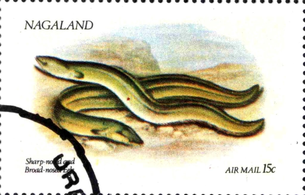 Sharp-nosed and Broad-nosed Eels