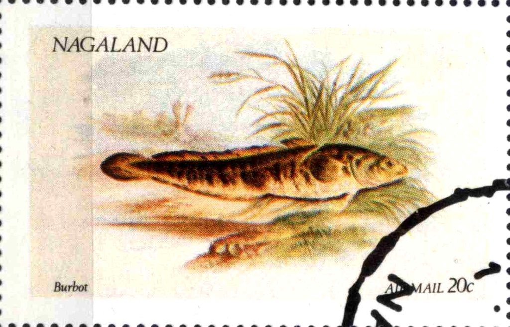 Burbot