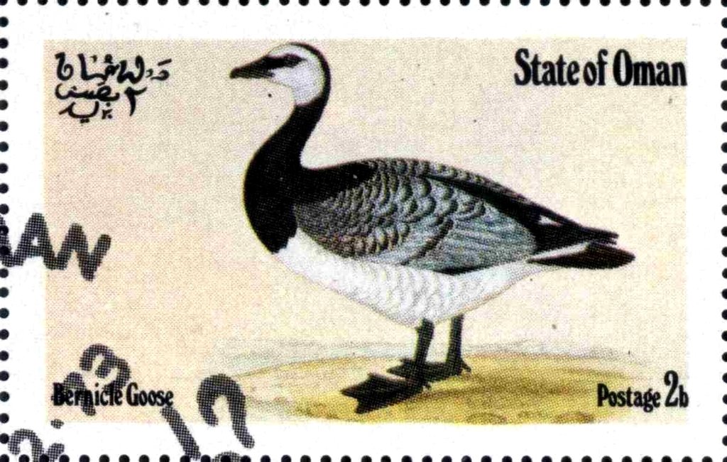 Bernicle Goose