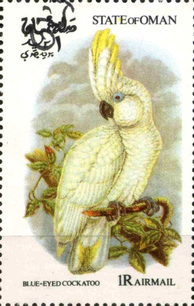 Blue-Eyed Cockatoo