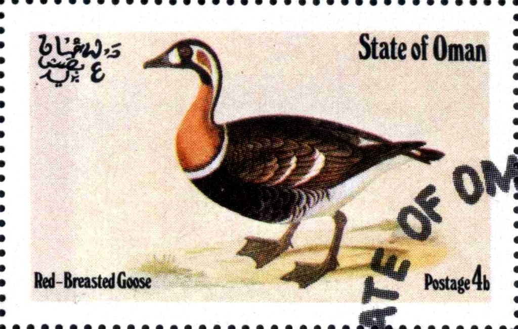 Red-Breasted Goose