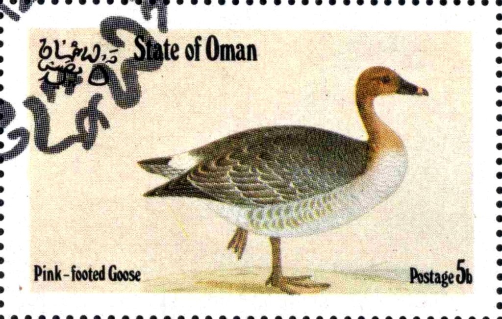 Pink-Footed Goose