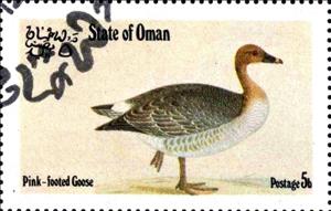 Stamp, Pink-Footed Goose, Cinderellas,  , Birds