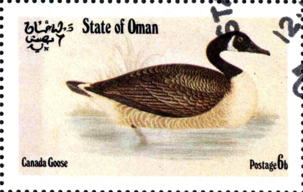 Canada Goose