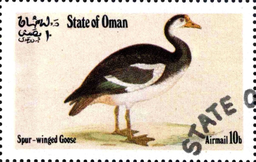 Spur-Winged Goose