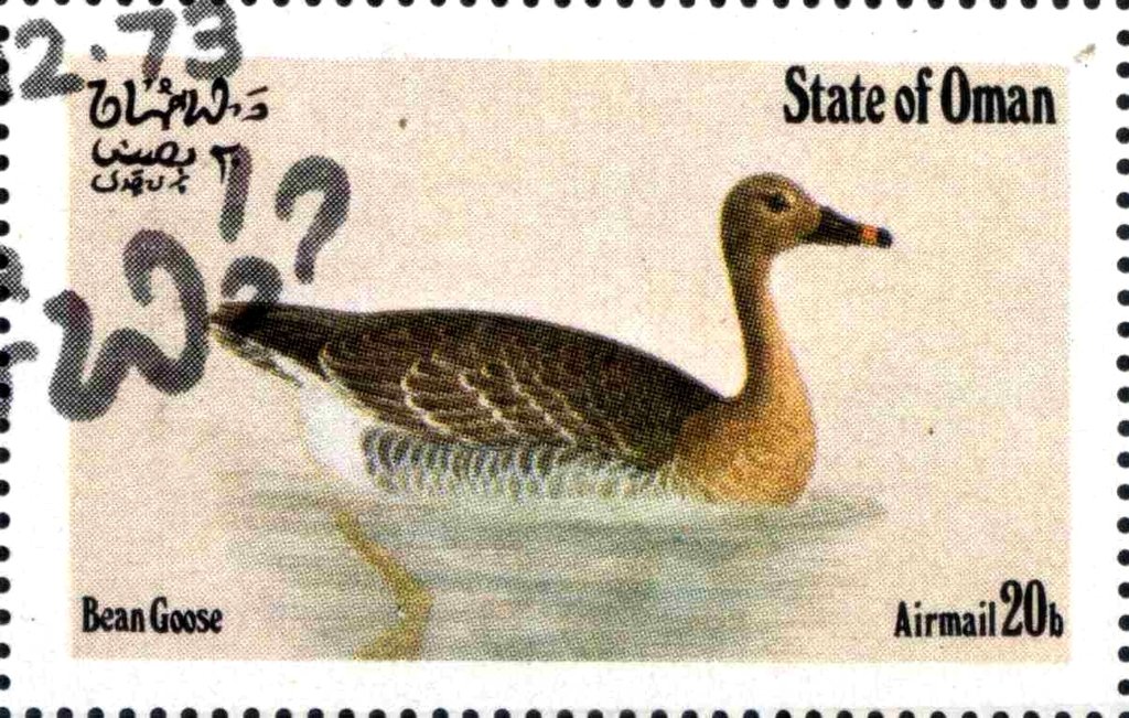 Bean Goose