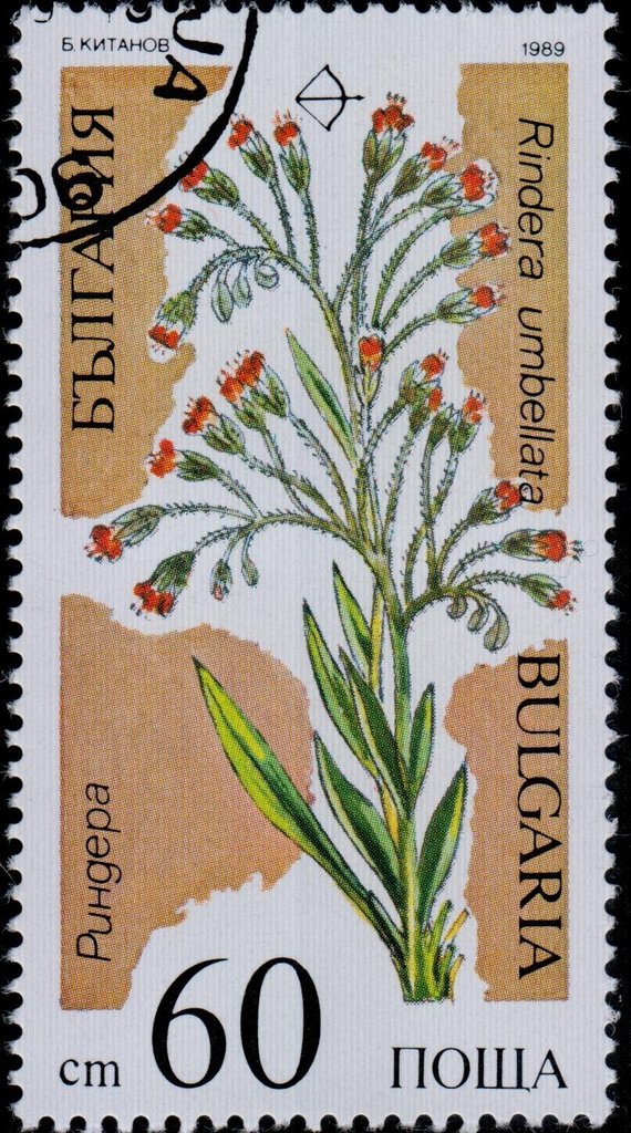 Rindera umbellata