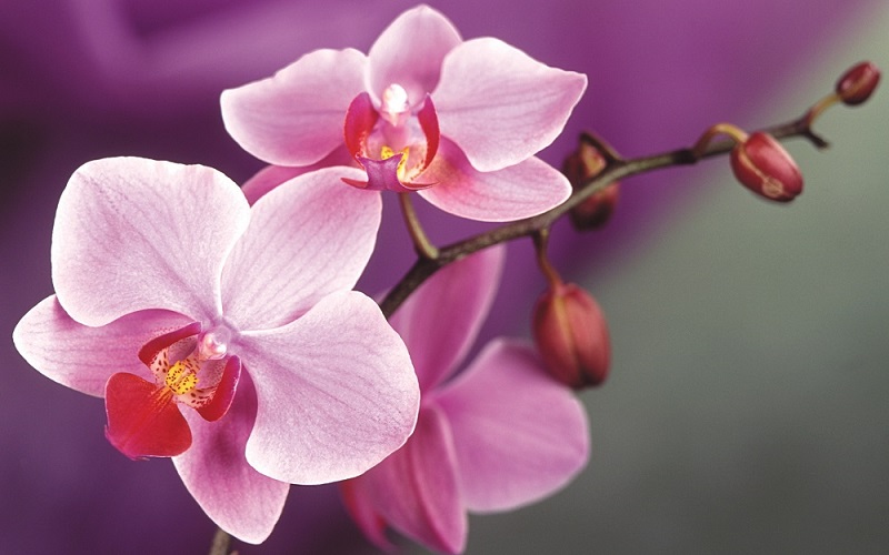Orchids