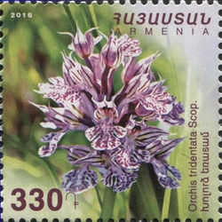 Flowers - Orchis Tridentada Scop.