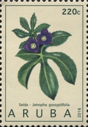 Medicinal plants 2016 - Jatropha gossypiifolia