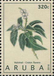 Medicinal plants 2016 - Croton flavens