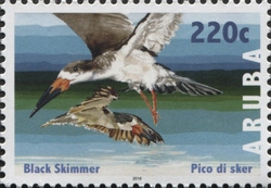Stamp, Birds 2016 - Black Skimmer, Aruba,  , Birds, Fauna