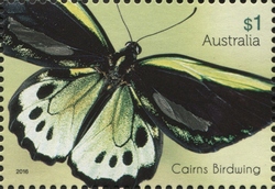 Beautiful Butterflies - Cairns Birdwing