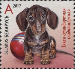 Stamp, Children philately - Puppies - Standard smooth-haired Dachshund, Belarus,  , Dogs, Fauna