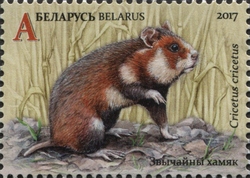 Stamp, The Red Book of the Republic of Belarus - Mammals - Hamster (Cricetus cricetus), Belarus,  , Fauna, Mammals