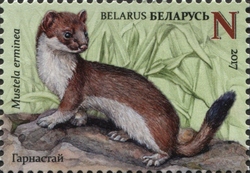 Stamp, The Red Book of the Republic of Belarus - Mammals - Stoat (Mustela erminea), Belarus,  , Fauna, Mammals