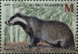 The Red Book of the Republic of Belarus - Mammals - Badger (Meles meles)