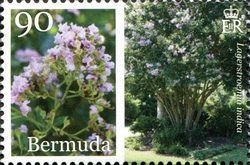 Bermuda in Bloom Part 3