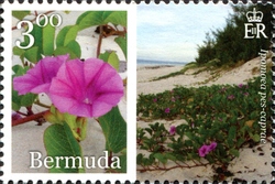 Bermuda in Bloom Part 3