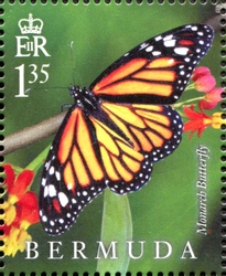 Lifecycle of the Monarch Butterfly