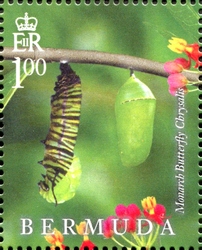 Lifecycle of the Monarch Butterfly