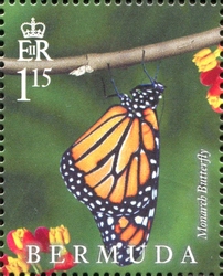 Lifecycle of the Monarch Butterfly