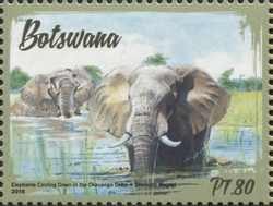 Elephants in Botswana