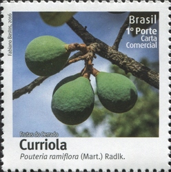 Fruits of Cerrado - Curriola - Pouteria ramiflora (Mart.) Radik.