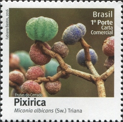 Fruits of Cerrado - Pixirica - Miconia albicans (Sw.) Triana