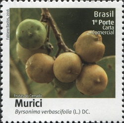 Fruits of Cerrado - Murici - Byrsonima verbascifolia (L.) DC
