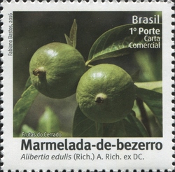 Fruits of Cerrado - Alibertia edulis (Rich.) A.Rich. ex DC