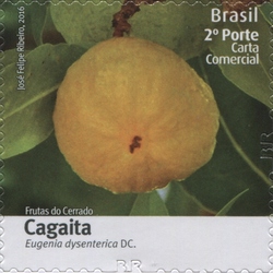 Fruits of Cerrado - Cagaita - Eugenia dysenterica DC