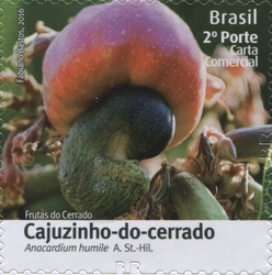 Fruits of Cerrado - Anacardium humile A. St.-hil.