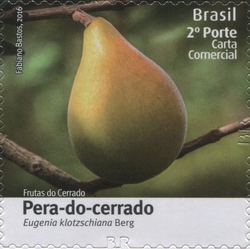 Fruits of Cerrado - Cerrado Pear - Eugenia klotzschiana Berg.