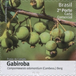 Fruits of Cerrado - Gabiroba - Campomanesia adamantium (Cambess.) Berg