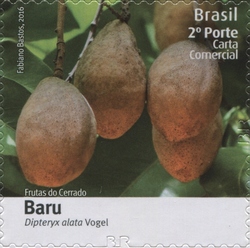 Stamp, Fruits of Cerrado - Baru - Dipteryx alata Vogel, Brazil,  , Fruits, Flora