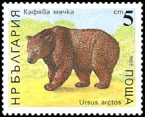 Brown Bear (Ursus arctos)