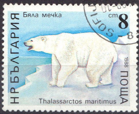 Polar Bear (Ursus maritimus)