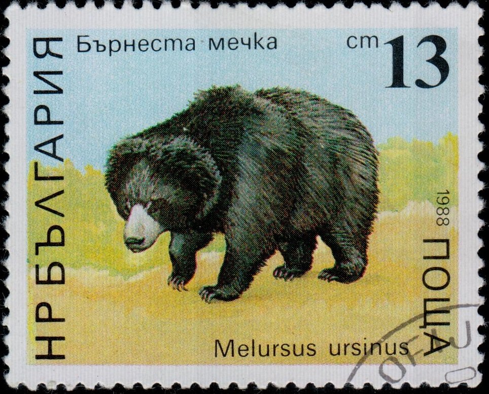 Sloth Bear (Melursus ursinus)