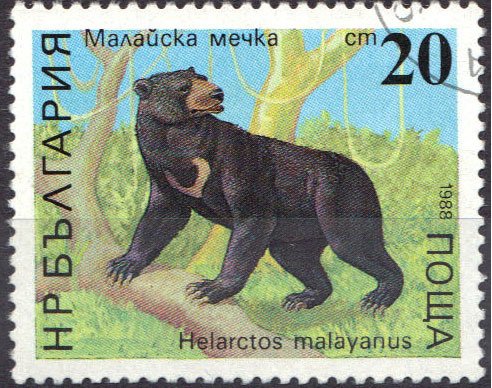 Sun Bear (Helarctos malayanus)