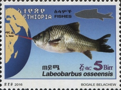Fishes - Labeobarbus osseensis