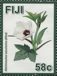 Hibiscus Flowers - A Symbol of Diversity in Fiji - Abelmoschus esculentus (Okra)