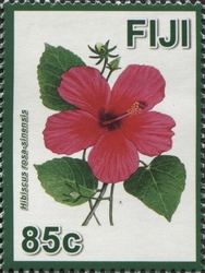 Hibiscus Flowers - A Symbol of Diversity in Fiji - Hibiscus rosa-sinensis
