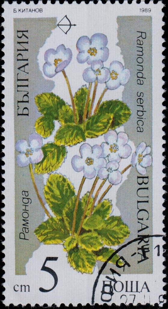 Ramonda serbica